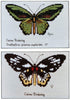 cairns birdwing butterfly - a ross originals cross stitch chart