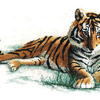 adolescence - a couchman creations tiger cross stitch chart