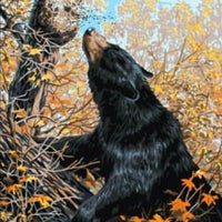 Black Bear - A Collection d'Art Tapestry Canvas