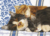 sleeping kittens - a collection d'art tapestry canvas