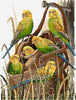 bush budgies - a counted cross stitch chart from country threads