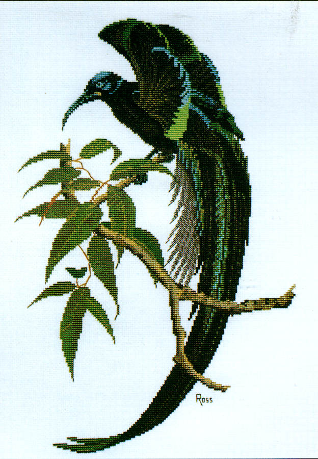 black sickle-billed bird of paradise - a ross originals cross stitch chart