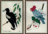 magpie and gang gang cockatoo - a ross originals cross stitch chart