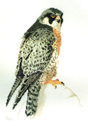 peregrine falcon - a ross originals cross stitch chart