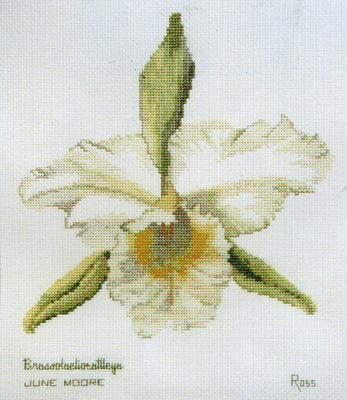 orchid brassolaeliocattleya - a ross originals cross stitch chart