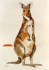 eastern grey kangaroo - a ross originals cross stitch chart