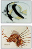 feather-fin bullfish and butterfly cod - a ross originals cross stitch chart