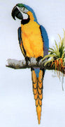 macaw- a ross originals cross stitch chart