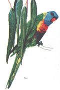 rainbow lorikeet i - a ross originals cross stitch chart